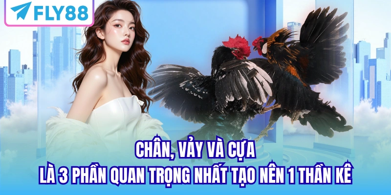Chân, vảy và cựa là 3 phần quan trọng nhất tạo nên 1 thần kê